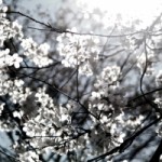 1279081_cherry_blossoms[1]