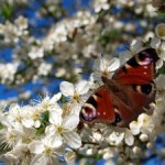1278088_sea_of_blossoms[1]