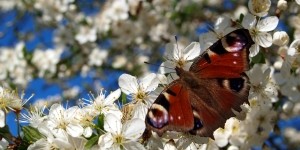 W lipcu przez ponad tydzień Kamień Pomorski będzie najbardziej optymistycznym miejscem na Starym Kontynencie. W pierwszych dniach lipca nad Zalew Kamieński zjadą się młodzi żeglarze z 43 krajów, którzy będą...