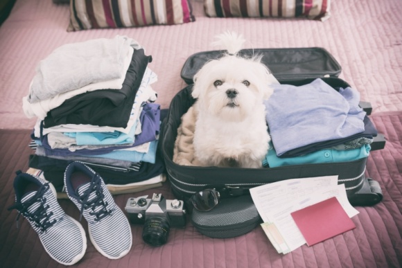 Razem czy osobno? Jak zaplanować urlop ze zwierzakiem? Podróże, LIFESTYLE - Walizki już prawie spakowane, hotel zarezerwowany, bilety kupione - czas rozpocząć wyczekiwane wakacje! Pozostaje tylko jedno pytanie - co zrobić z naszym domowym pupilem?