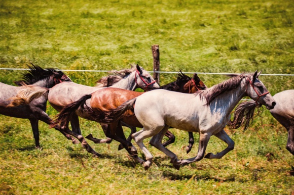 Slawonia - złota brama Chorwacji Podróże, LIFESTYLE - Myśląc o Chorwacji, oczami wyobraźni widzimy malownicze nadmorskie miasteczka, lśniącą błękitem taflę Adriatyku i urokliwe, romantyczne plaże. Jednak ten popularny wśród turystów kraj ma do zaoferowania znacznie więcej. Jedną z takich pereł jest Slawonia.